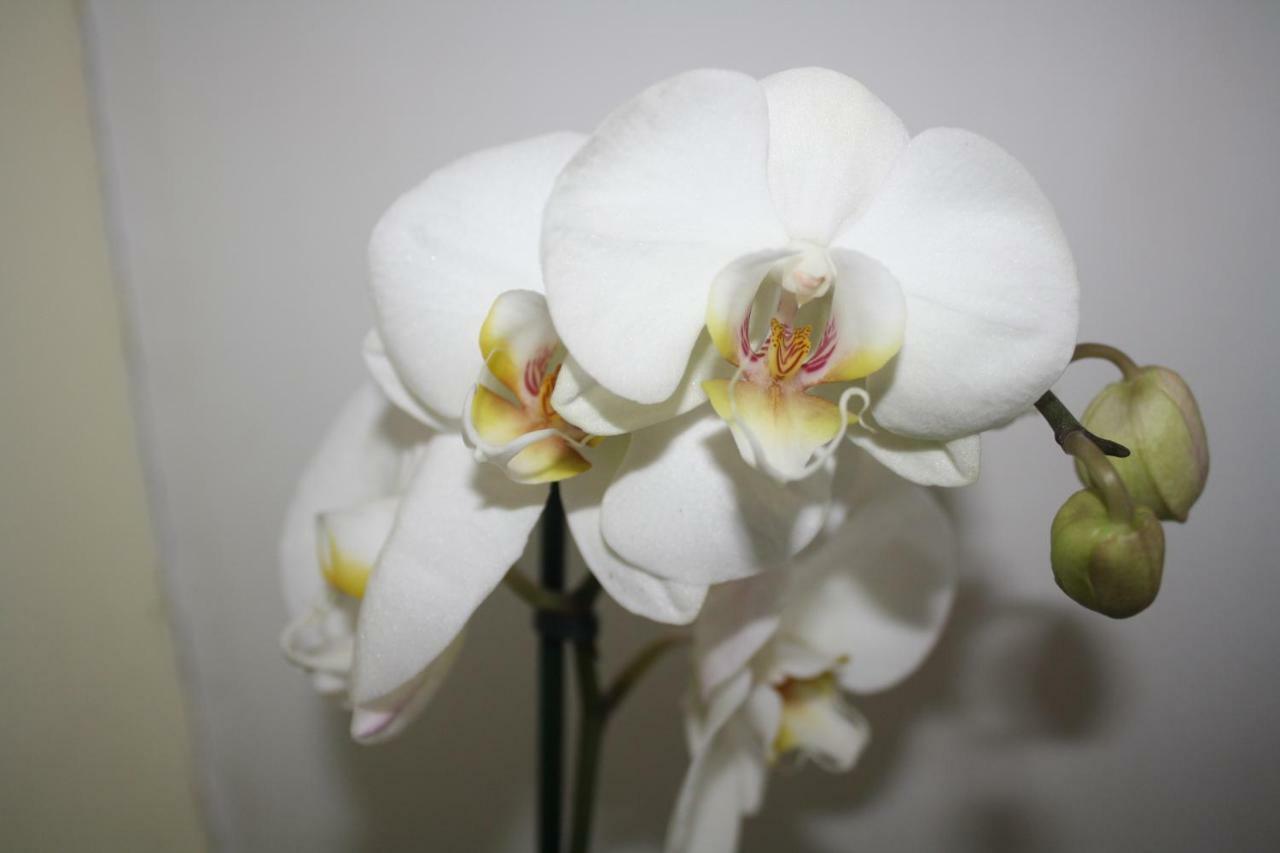 Orchid Cottage Gorges  Eksteriør billede
